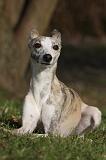 WHIPPET 419